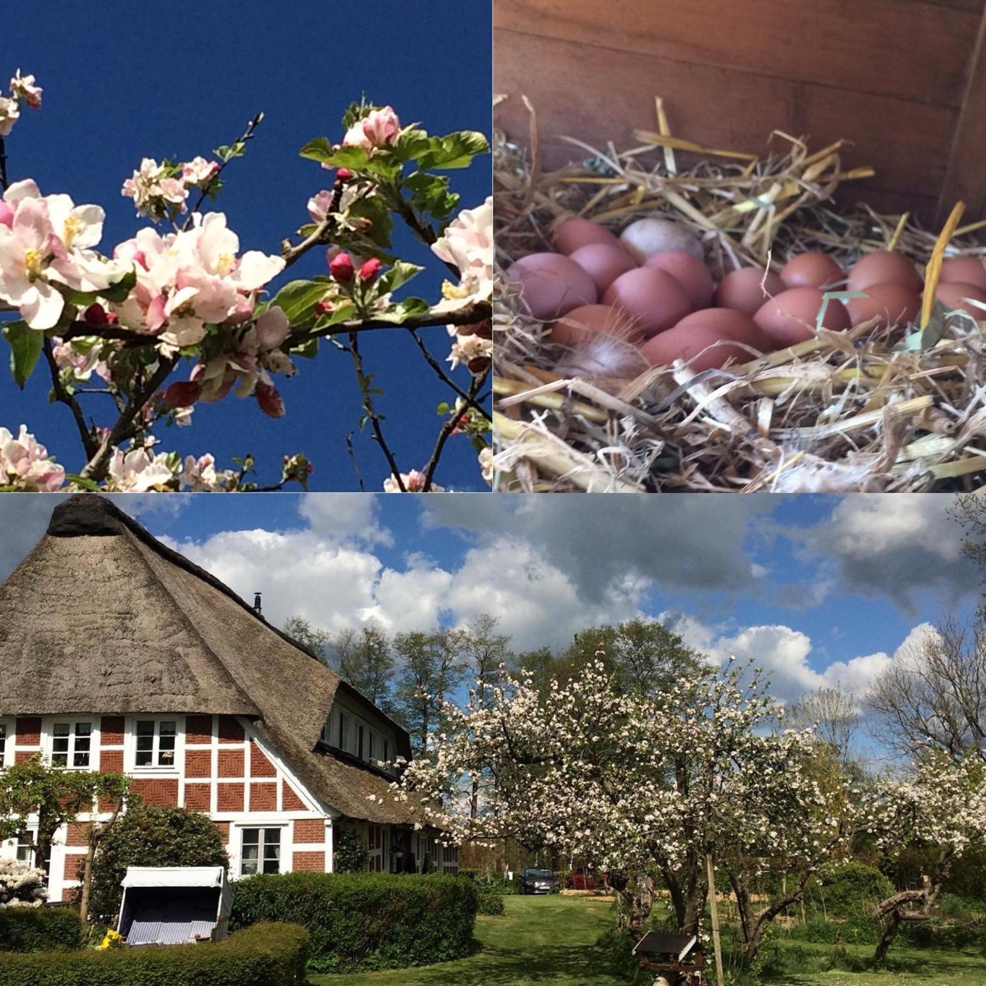 Altes Landhaus Oste, Klavier Appartement, 2 Zimmer Mit Kamin Hemmoor Kültér fotó